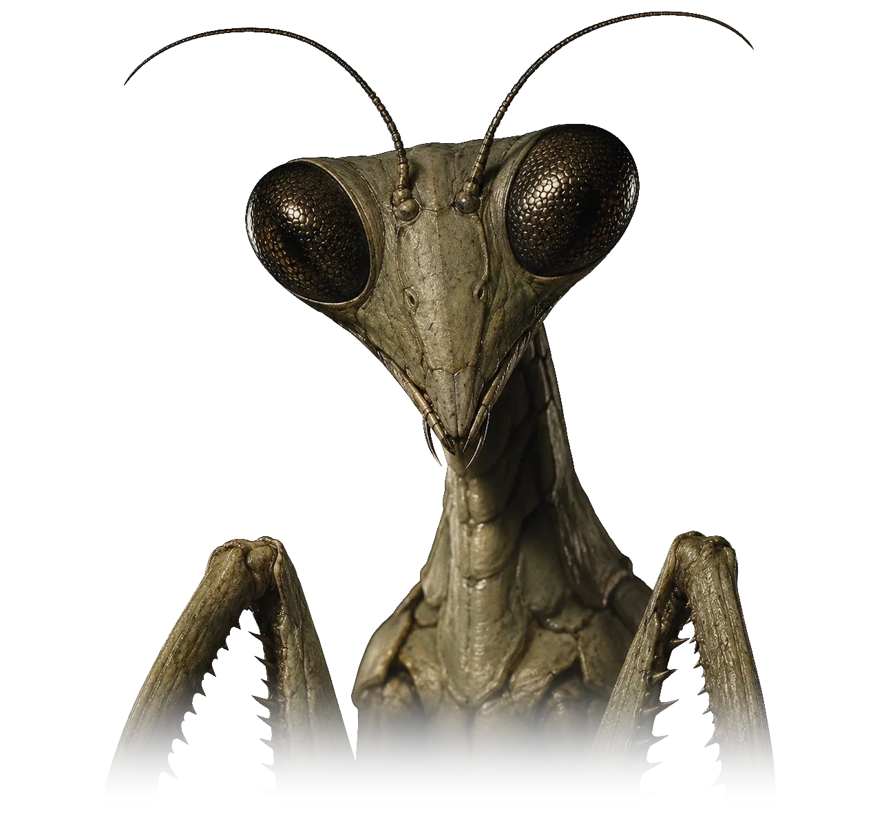 ALIENZ art study of the Mantid form.